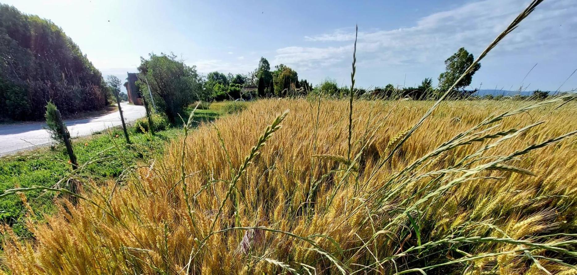 Il Cantuccio Cascina Exteriér fotografie